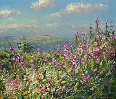 September Willowherb